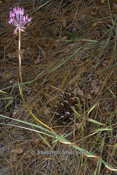 dichelostemma volubile 10 graphic